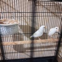 Coppia Canarini riproduttiva