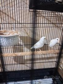 Coppia Canarini riproduttiva