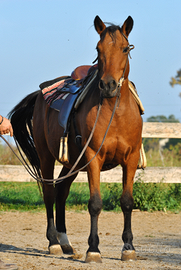 Cavalla Tolfetana per tutti