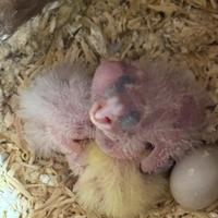 Pappagalli Calopsite