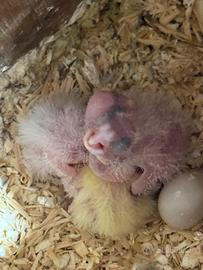 Pappagalli Calopsite