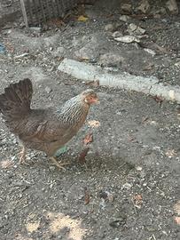 Gallina legbar