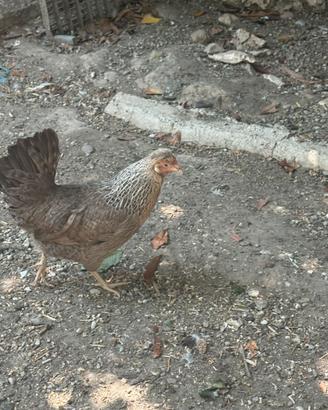 Gallina legbar