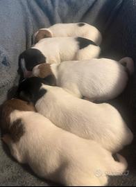 Jack Russell Terrier