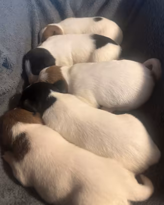 Jack Russell Terrier