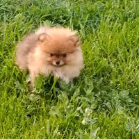 Cuccioli di spitz piccolo color fulvo