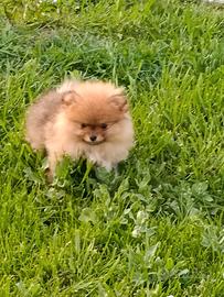 Cuccioli di spitz piccolo color fulvo