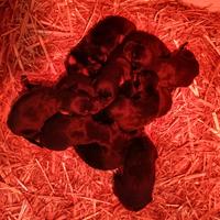 Stupendi cuccioli di dobermann