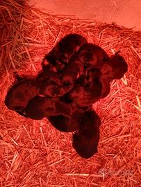 Stupendi cuccioli di dobermann