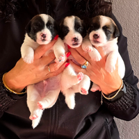 Jack Russell Terrier pelo liscio