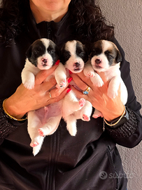 Jack Russell Terrier pelo liscio