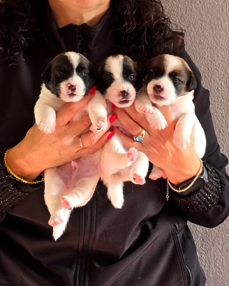 Jack Russell Terrier pelo liscio
