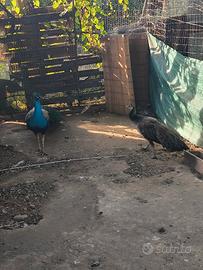 Pavoni comuni
