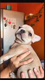 Bulldog Francesi Blue