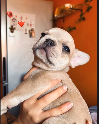 Bulldog Francesi Blue