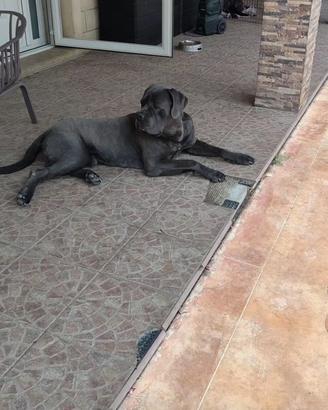 Cuccioli di cane corso