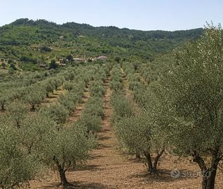 Terreno agricolo con uliveto