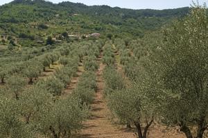 Terreno agricolo con uliveto