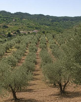 Terreno agricolo con uliveto
