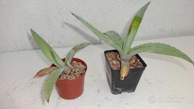 AGAVE GUIENGOLA