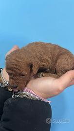 Barboncina mini Toy Red Brown;