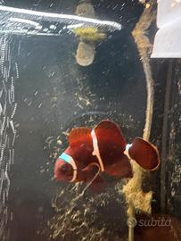 Pesce pagliaccio + sassi + sale