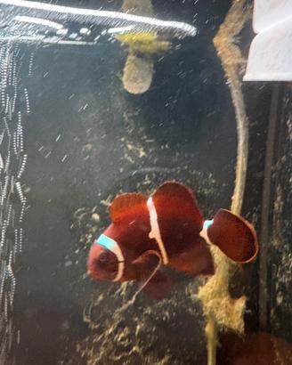 Pesce pagliaccio + sassi + sale