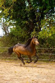 Lusitano per frisone