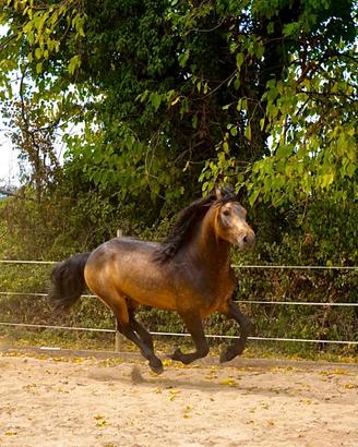 Lusitano per frisone