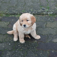 Disponibili cuccioli Golden Retriever