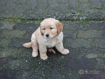 Disponibili cuccioli Golden Retriever