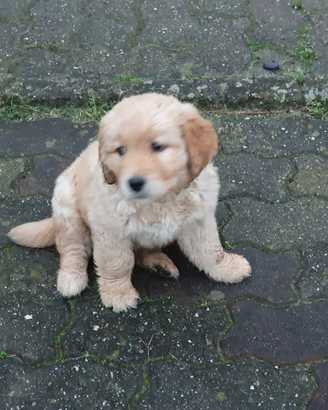 Disponibili cuccioli Golden Retriever