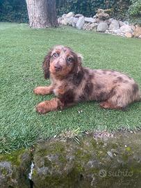 Bassotto Standard Arlecchino-Cioccolato