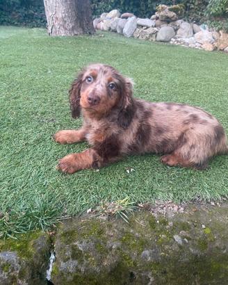 Bassotto Standard Arlecchino-Cioccolato