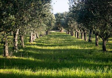 Vendita Terreni Agricoli - Zona Madunnuzza
