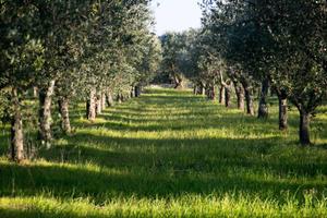 Vendita Terreni Agricoli - Zona Madunnuzza