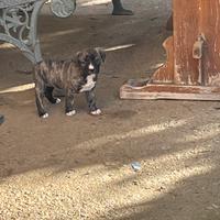 Cuccioli Meticci di Pitbull