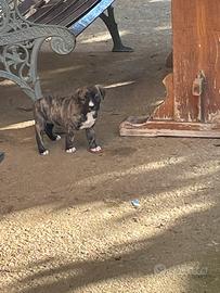 Cuccioli Meticci di Pitbull