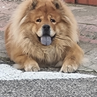 Chow chow