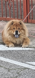 Chow chow