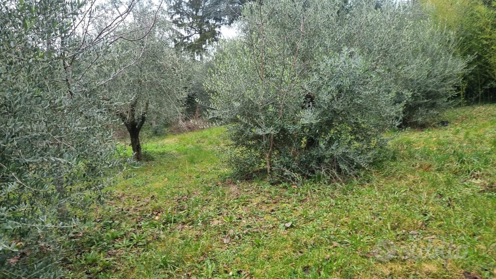 Terenno montecompatri - Vista 6