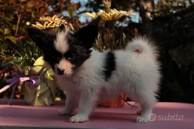 Cucciolo di razza, piccola taglia