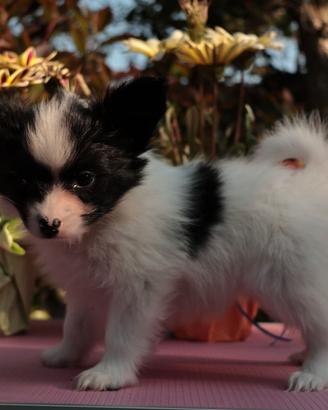 Cucciolo di razza, piccola taglia