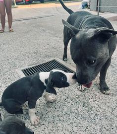 Amstaff terrier blue 