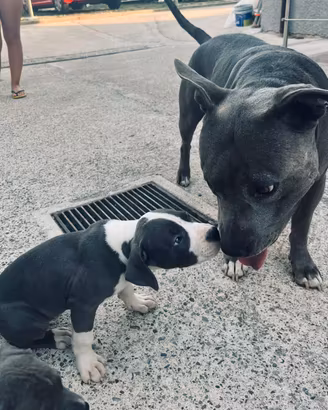 Amstaff terrier blue 