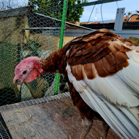 Tacchini rossi e ermellinati