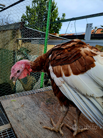 Tacchini rossi e ermellinati