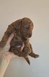 Barboncino Toy con pedigree Enci e test genetici