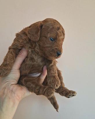 Barboncino Toy con pedigree Enci e test genetici