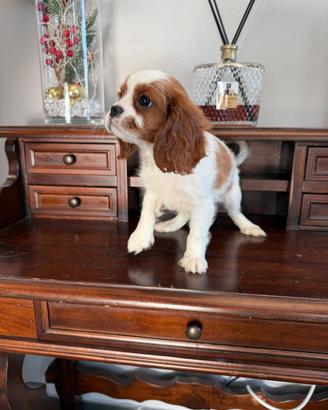 Cavalier King Charles Spain